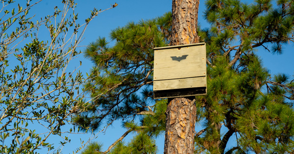 Bat Box hanging on a tree