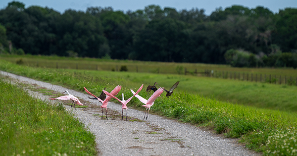 Roseate spoonbills taking flight over a grassy wetland area