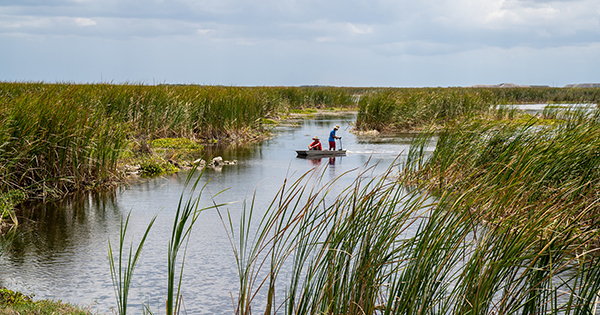 Wetland