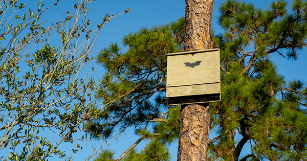 Bat box in tree