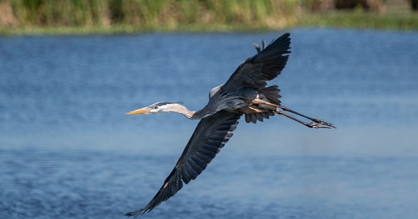 Bird flying over lake