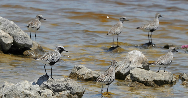 Black Bellied Plovers