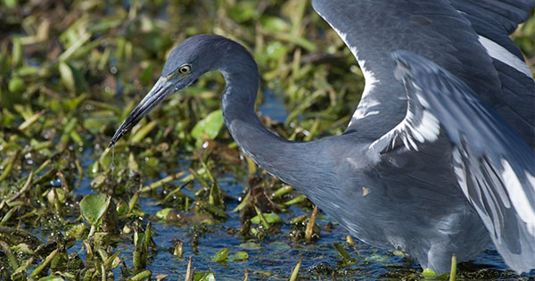 Blue Heron