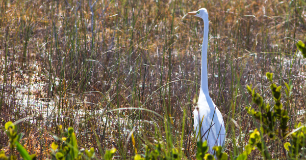 White egret standing tall in grassy wetland vegetation