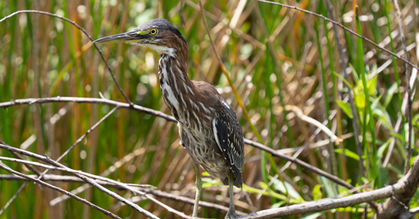 Green Heron bird standing on branches