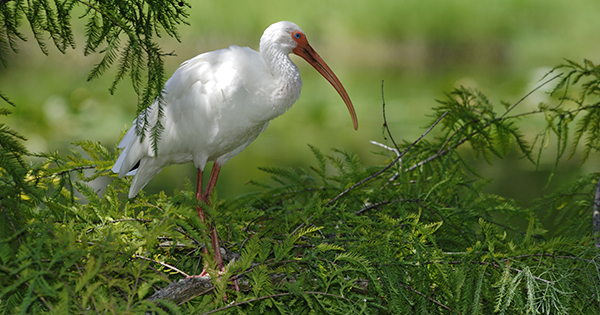 Ibis in Cypress Tree