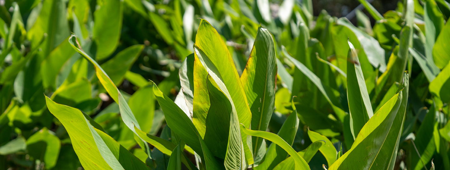 Vegetation