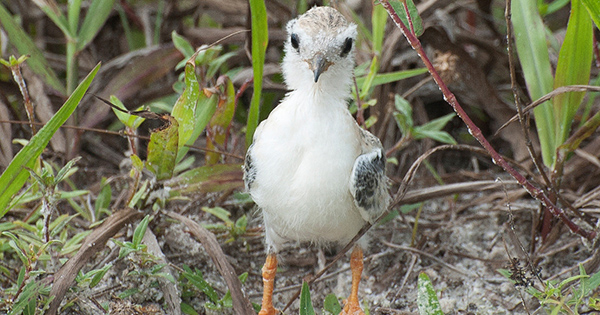 A small shorebird chick standing among grass and vegetation