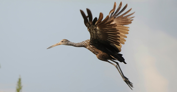 Limpkin