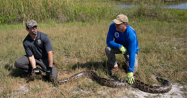 Men holding python