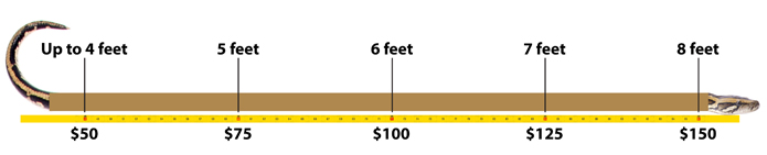 image of payout for 8-foot Burmese python