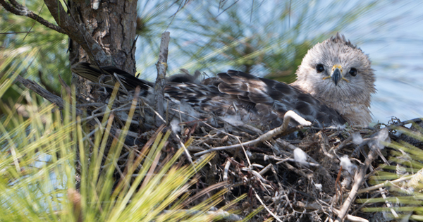 small Hawk inside a nest