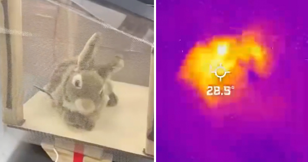A remote-controlled robot designed to look like a rabbit