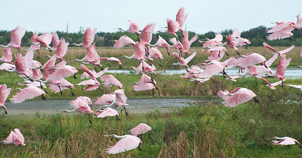 Roseate Spoonbills