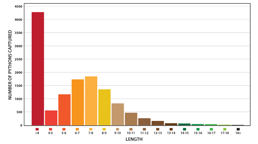 Lengths of pythons eliminated