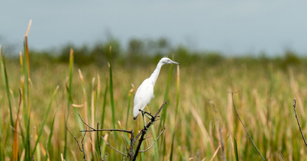 white heron on a small branch