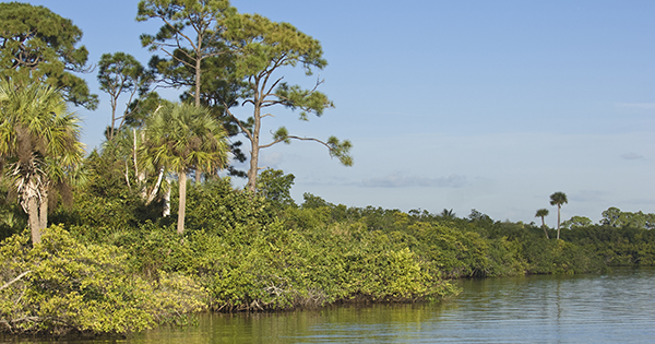 Green mangroves along calm water under a clear blue sky