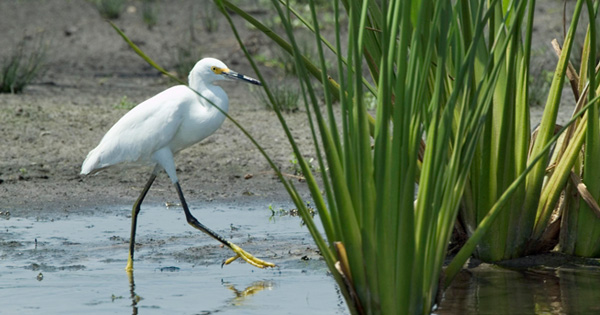 Snowy Egret Bird walking on wetland