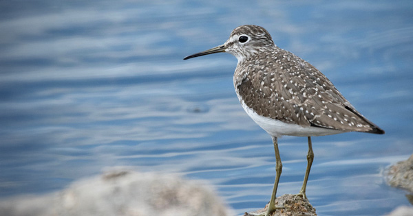 Solitary Sandpiper in STA-56