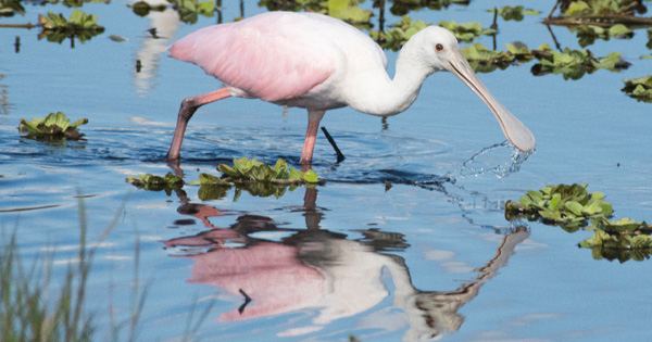 Spoonbill standing in water with reflection.