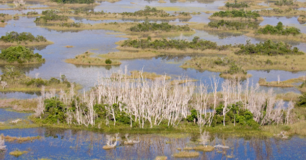 DYK: SFWMD Leading the Charge Against Invasive Melaleuca Trees | South ...