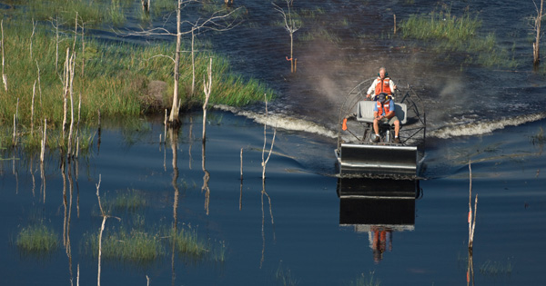 An airboat travels through shallow wetlands surrounded by grasses and standing tree trunks