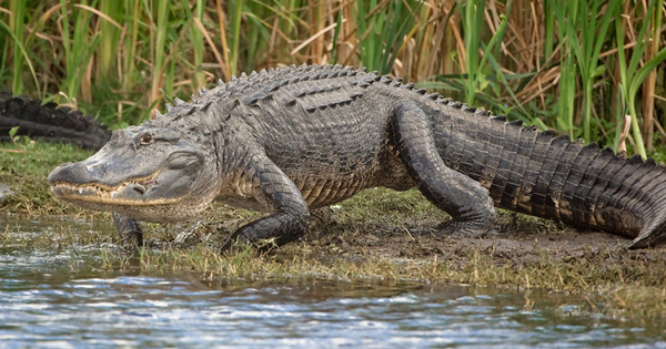 Alligator walking along the edge of a wetland