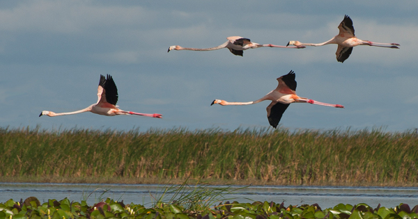American flamingos flying at the STA-2