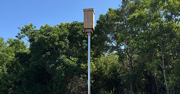 Bat box house located on District land in Miami-Dade County surrounded by tall trees