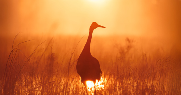 Silhouette of a bird standing on still water during a vivid sunset