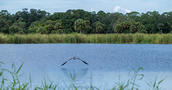 Bird flying low over freshwater wetland surrounded by vegetation