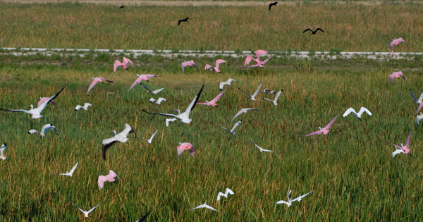 Pink spoonbills and white birds flying above grassy wetland marsh