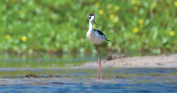 black necked stilt bird standing by still water