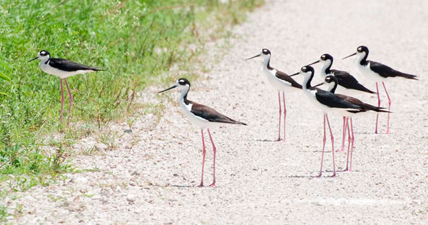 Black necked stilts birds