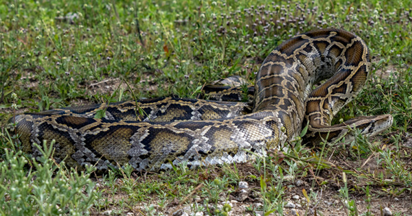 Large Burmese Python coiled in a defensive posture on the ground
