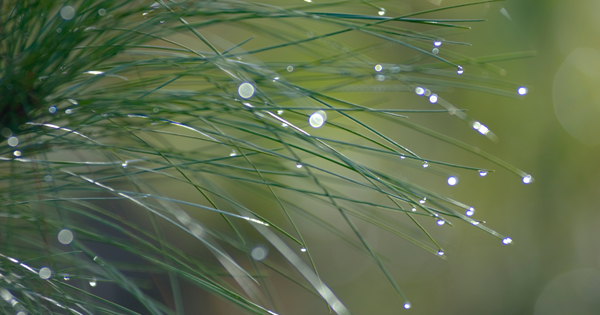 Close-up of water droplets on thin green grass blades