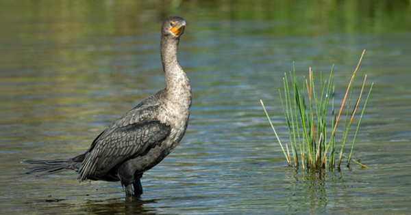 Double crested cormorant standing in shallow wetland water