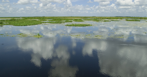 Everglades