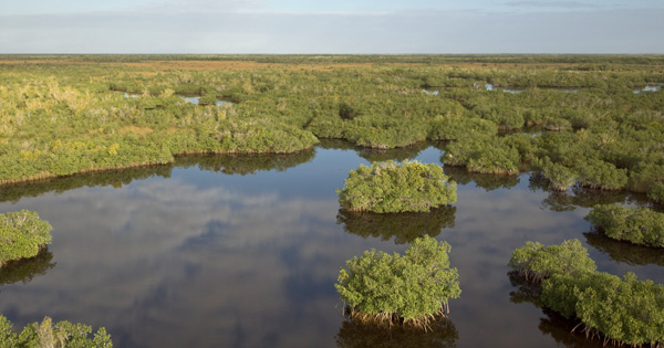 Aerial vie of the Everglades