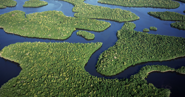 Aerial view of the Everglades