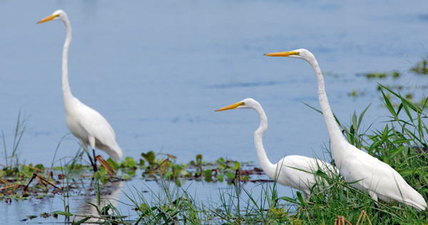 Three great egrets standing among grasses in shallow wetland water.