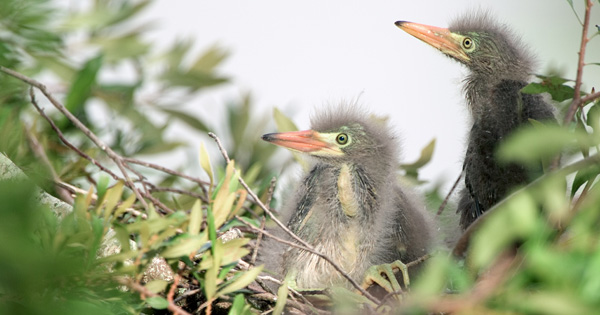 green herons in nest