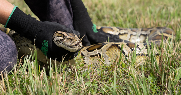 Burmese python