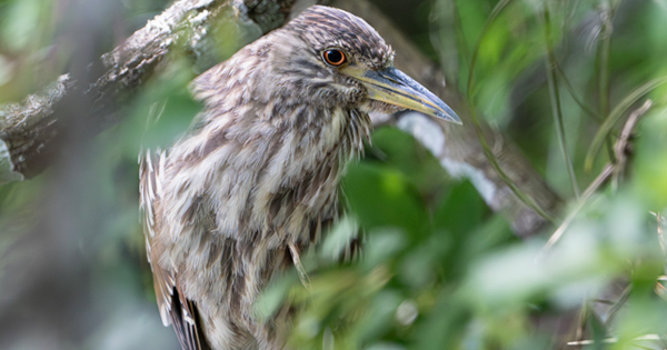 Close-up of a juvenile night heron perched among green vegetation