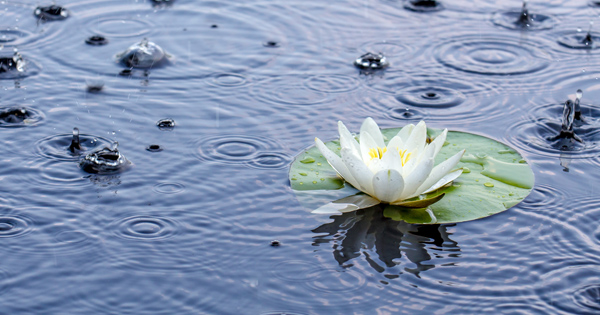A lily pad in the rain