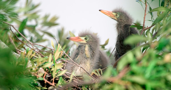 Two fluffy wading bird chicks in a nest among green branches