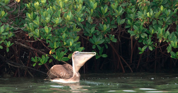 Pelican swimming along mangroves