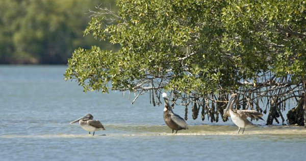  Three pelicans standing by shallow waters