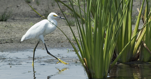 Snowy Egret at the Taylor Creek stormwater treatment area 