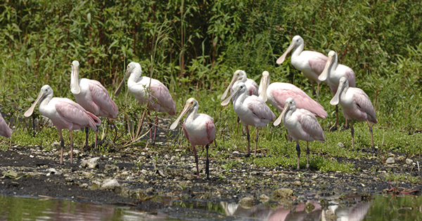 roseate spoonbill birds